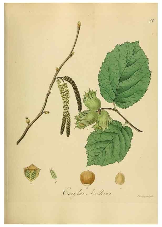 Reproducción/Reproduction 49298196713: Vollständige Naturgeschichte der forstlichen Culturpflanzen Deutschlands.. Berlin,A. Förstner'sche Verlagsbuchhandlung (P. Jeanrenaud)1851.. 