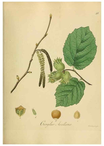 Reproducción/Reproduction 49298196713: Vollständige Naturgeschichte der forstlichen Culturpflanzen Deutschlands.. Berlin,A. Förstner'sche Verlagsbuchhandlung (P. Jeanrenaud)1851.. 