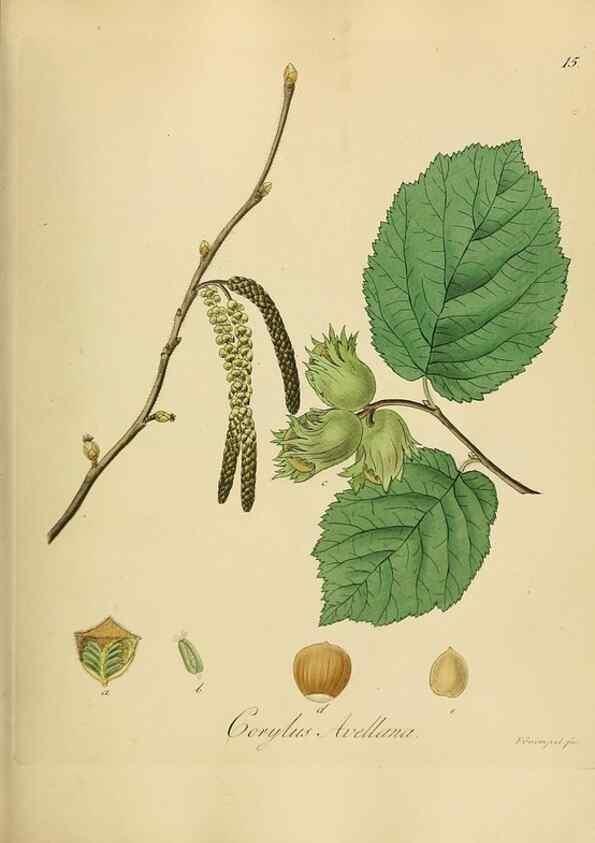 Reproducción/Reproduction 49298196713: Vollständige Naturgeschichte der forstlichen Culturpflanzen Deutschlands.. Berlin,A. Förstner'sche Verlagsbuchhandlung (P. Jeanrenaud)1851.. 