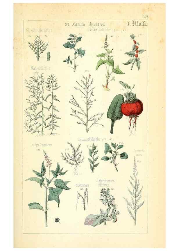 Reproducción/Reproduction 49269510466: Populäre Botanik. Stuttgart,Krais & Hoffmann,1857.. 
