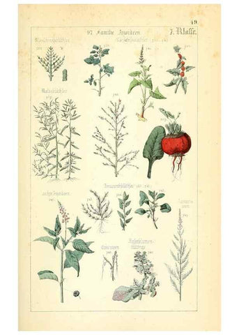 Reproducción/Reproduction 49269510466: Populäre Botanik. Stuttgart,Krais & Hoffmann,1857.. 