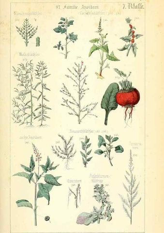 Reproducción/Reproduction 49269510466: Populäre Botanik. Stuttgart,Krais & Hoffmann,1857.. 