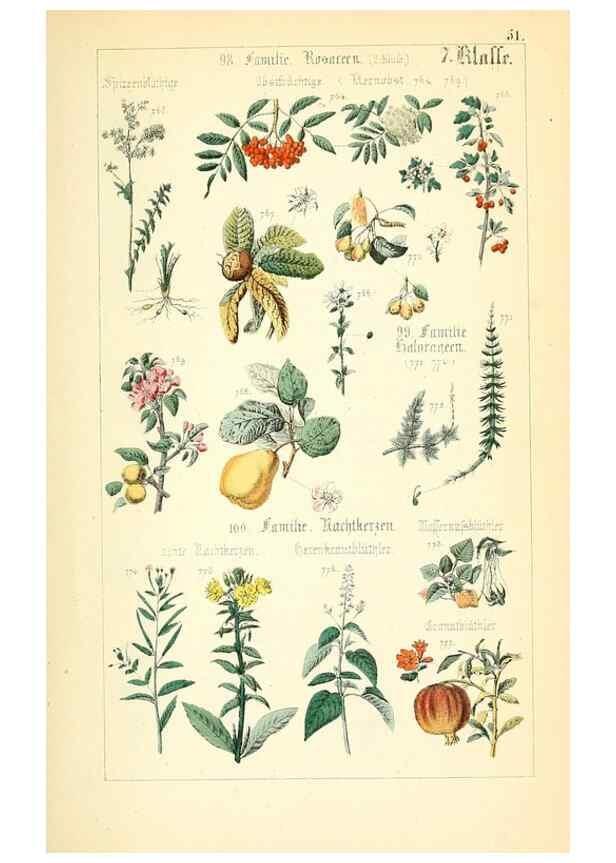 Reproducción/Reproduction 49269710507: Populäre Botanik. Stuttgart,Krais & Hoffmann,1857.. 