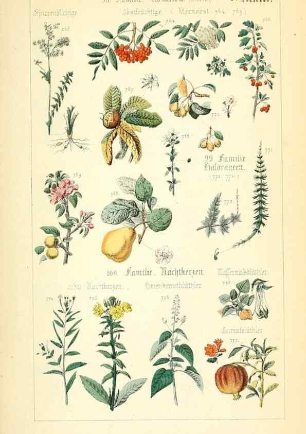 Reproducción/Reproduction 49269710507: Populäre Botanik. Stuttgart,Krais & Hoffmann,1857.. 