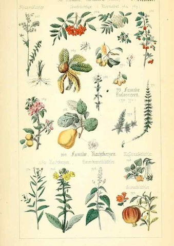 Reproducción/Reproduction 49269710507: Populäre Botanik. Stuttgart,Krais & Hoffmann,1857.. 
