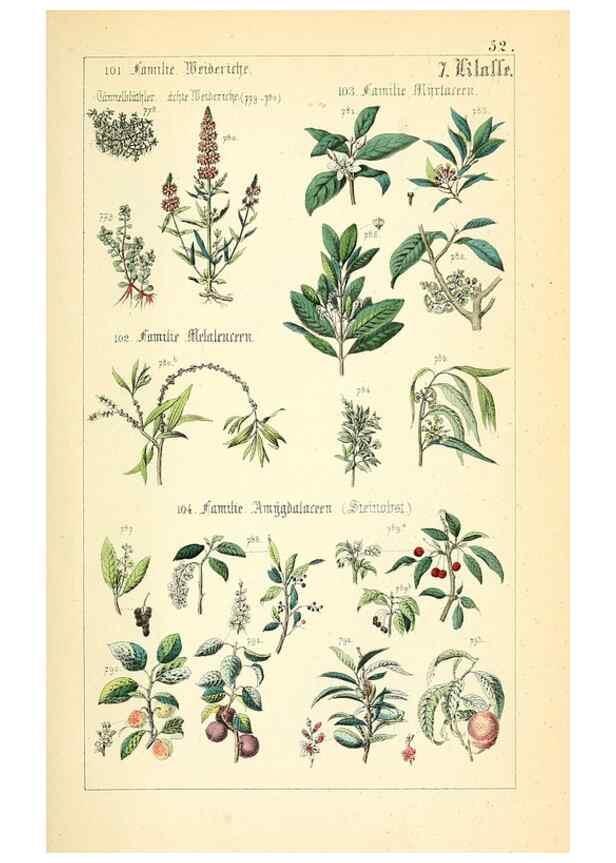 Reproducción/Reproduction 49269511621: Populäre Botanik. Stuttgart,Krais & Hoffmann,1857.. 