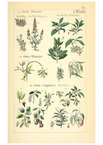 Reproducción/Reproduction 49269511621: Populäre Botanik. Stuttgart,Krais & Hoffmann,1857.. 