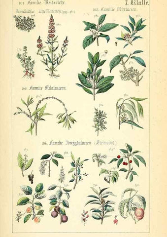 Reproducción/Reproduction 49269511621: Populäre Botanik. Stuttgart,Krais & Hoffmann,1857.. 