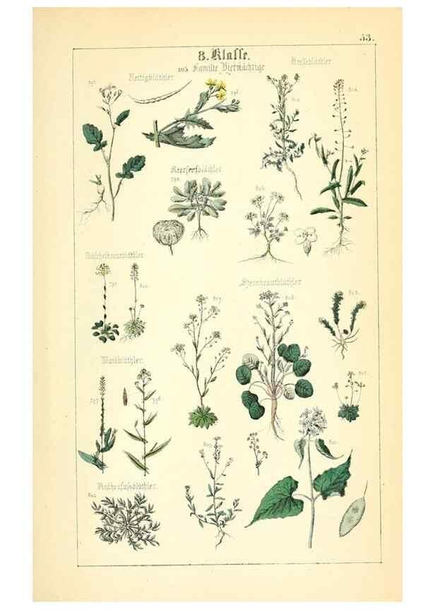 Reproducción/Reproduction 49269050043: Populäre Botanik. Stuttgart,Krais & Hoffmann,1857.. 