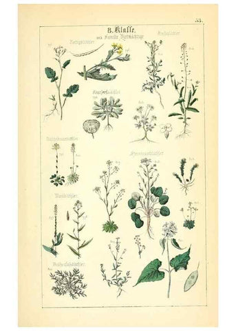 Reproducción/Reproduction 49269050043: Populäre Botanik. Stuttgart,Krais & Hoffmann,1857.. 