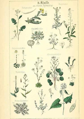 Reproducción/Reproduction 49269050043: Populäre Botanik. Stuttgart,Krais & Hoffmann,1857.. 