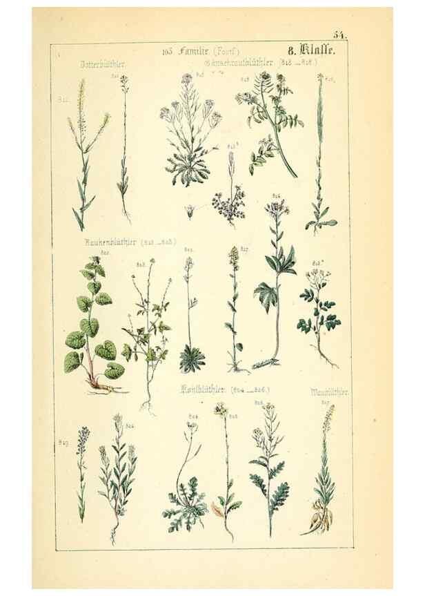 Reproducción/Reproduction 49269050408: Populäre Botanik. Stuttgart,Krais & Hoffmann,1857.. 