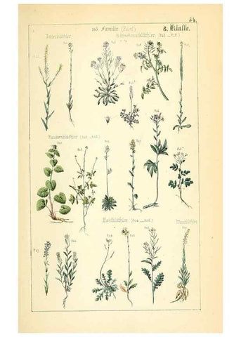 Reproducción/Reproduction 49269050408: Populäre Botanik. Stuttgart,Krais & Hoffmann,1857.. 