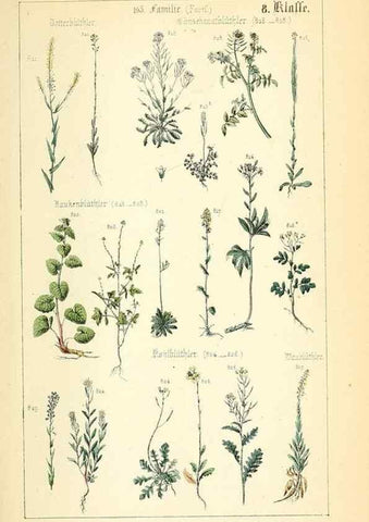 Reproducción/Reproduction 49269050408: Populäre Botanik. Stuttgart,Krais & Hoffmann,1857.. 