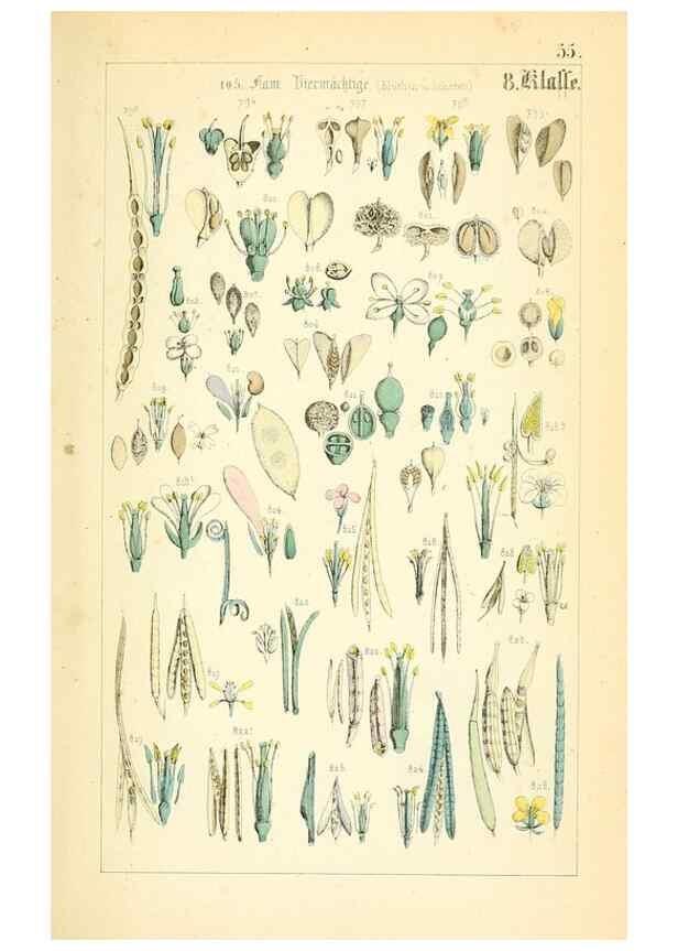 Reproducción/Reproduction 49269050783: Populäre Botanik. Stuttgart,Krais & Hoffmann,1857.. 