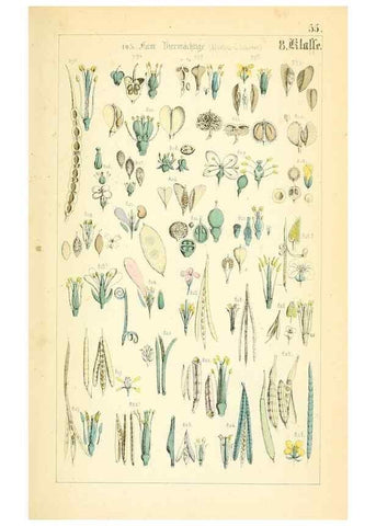 Reproducción/Reproduction 49269050783: Populäre Botanik. Stuttgart,Krais & Hoffmann,1857.. 
