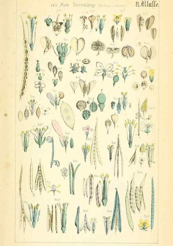 Reproducción/Reproduction 49269050783: Populäre Botanik. Stuttgart,Krais & Hoffmann,1857.. 