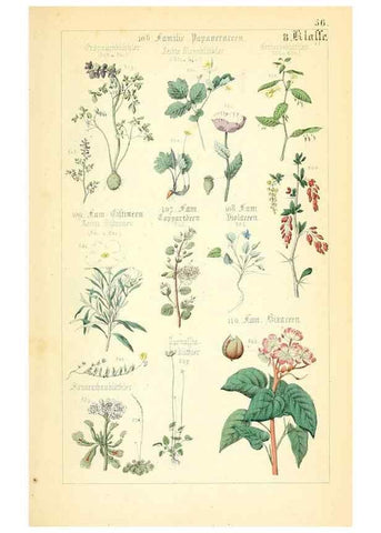 Reproducción/Reproduction 49269513136: Populäre Botanik. Stuttgart,Krais & Hoffmann,1857.. 