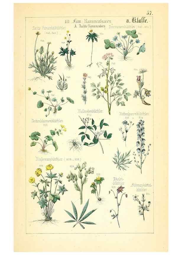 Reproducción/Reproduction 49269051503: Populäre Botanik. Stuttgart,Krais & Hoffmann,1857.. 