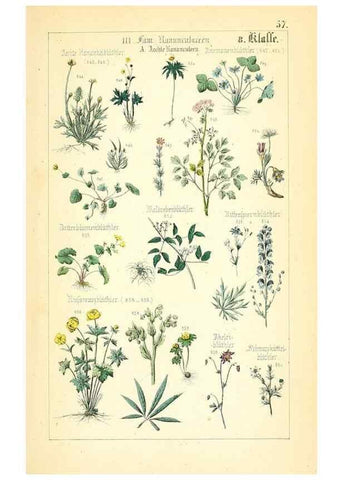 Reproducción/Reproduction 49269051503: Populäre Botanik. Stuttgart,Krais & Hoffmann,1857.. 