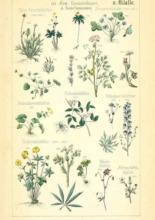 Reproducción/Reproduction 49269051503: Populäre Botanik. Stuttgart,Krais & Hoffmann,1857.. 