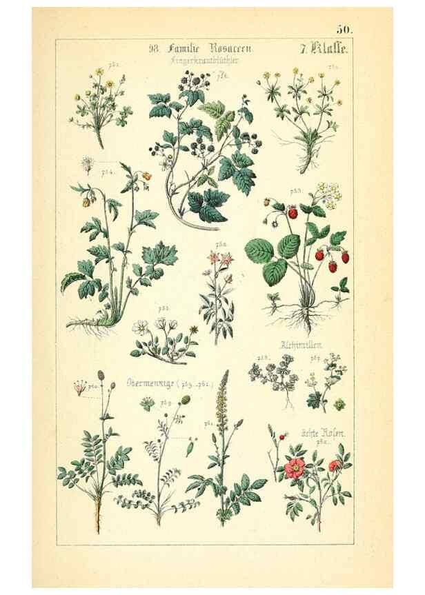 Reproducción/Reproduction 49269710257: Populäre Botanik. Stuttgart,Krais & Hoffmann,1857.. 