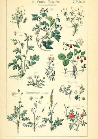 Reproducción/Reproduction 49269710257: Populäre Botanik. Stuttgart,Krais & Hoffmann,1857.. 