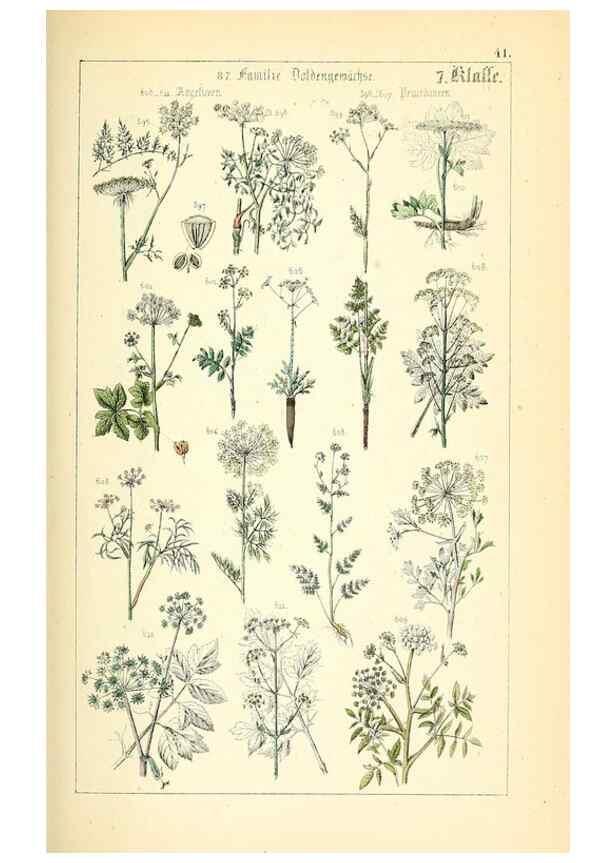 Reproducción/Reproduction 49269706422: Populäre Botanik. Stuttgart,Krais & Hoffmann,1857.. 