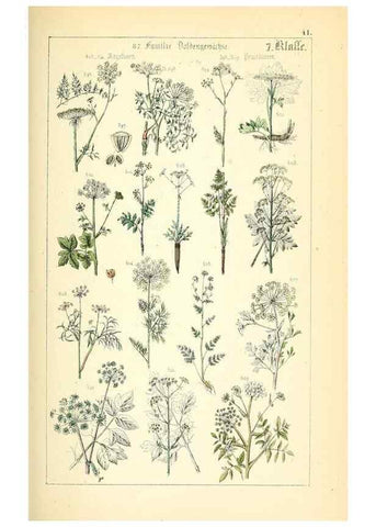 Reproducción/Reproduction 49269706422: Populäre Botanik. Stuttgart,Krais & Hoffmann,1857.. 