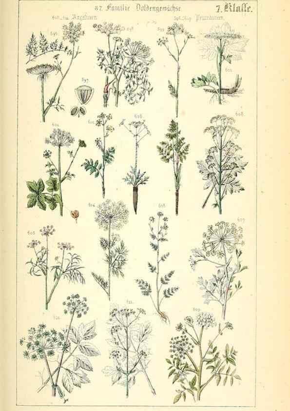 Reproducción/Reproduction 49269706422: Populäre Botanik. Stuttgart,Krais & Hoffmann,1857.. 