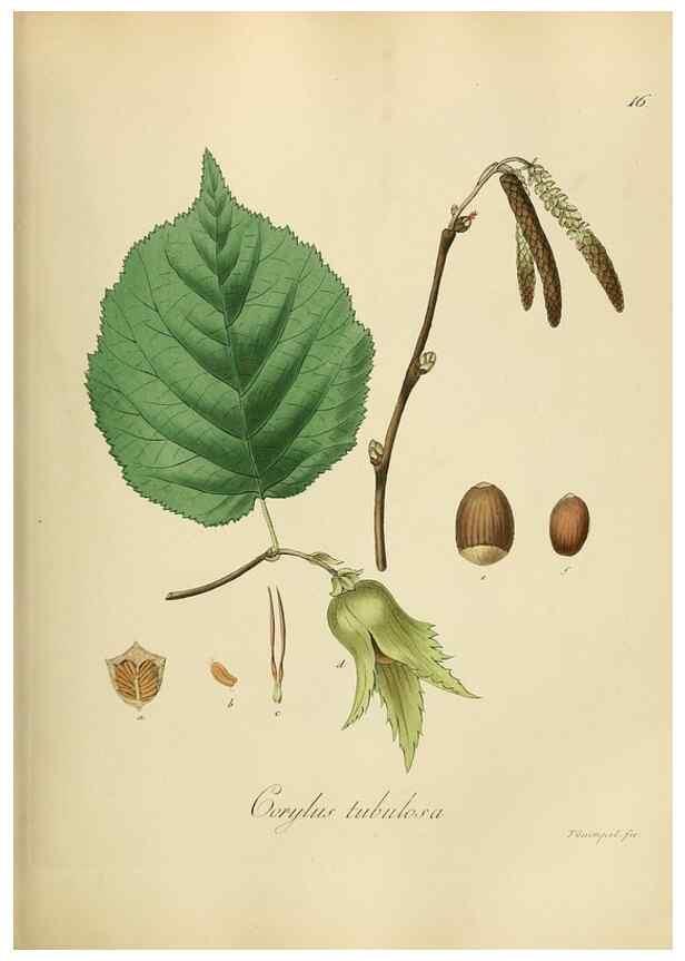 Reproducción/Reproduction 49298885372: Vollständige Naturgeschichte der forstlichen Culturpflanzen Deutschlands.. Berlin,A. Förstner'sche Verlagsbuchhandlung (P. Jeanrenaud)1851.. 