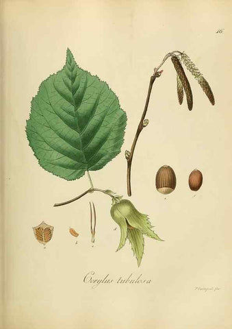Reproducción/Reproduction 49298885372: Vollständige Naturgeschichte der forstlichen Culturpflanzen Deutschlands.. Berlin,A. Förstner'sche Verlagsbuchhandlung (P. Jeanrenaud)1851.. 