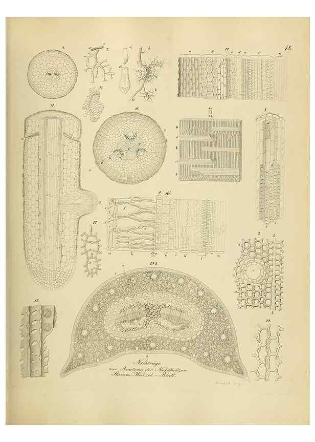 Reproducción/Reproduction 49298682376: Vollständige Naturgeschichte der forstlichen Culturpflanzen Deutschlands.. Berlin,A. Förstner'sche Verlagsbuchhandlung (P. Jeanrenaud)1851.. 