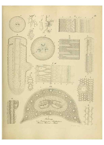 Reproducción/Reproduction 49298682376: Vollständige Naturgeschichte der forstlichen Culturpflanzen Deutschlands.. Berlin,A. Förstner'sche Verlagsbuchhandlung (P. Jeanrenaud)1851.. 