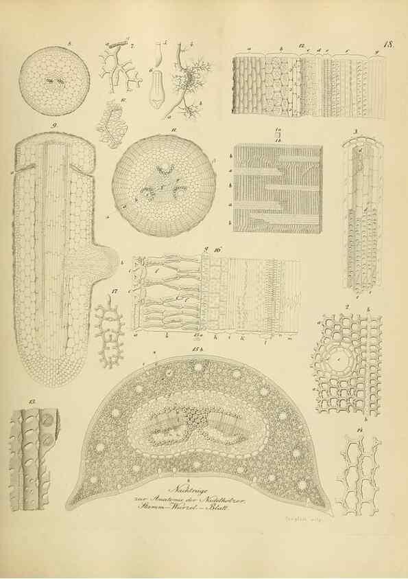 Reproducción/Reproduction 49298682376: Vollständige Naturgeschichte der forstlichen Culturpflanzen Deutschlands.. Berlin,A. Förstner'sche Verlagsbuchhandlung (P. Jeanrenaud)1851.. 