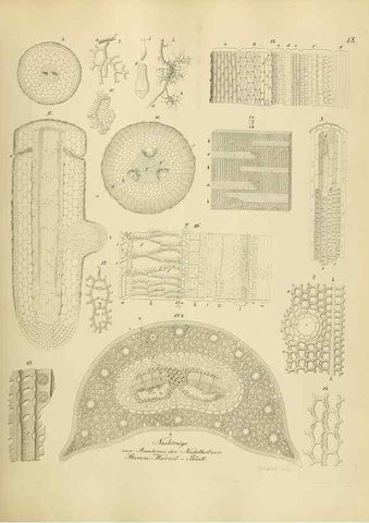 Reproducción/Reproduction 49298682376: Vollständige Naturgeschichte der forstlichen Culturpflanzen Deutschlands.. Berlin,A. Förstner'sche Verlagsbuchhandlung (P. Jeanrenaud)1851.. 