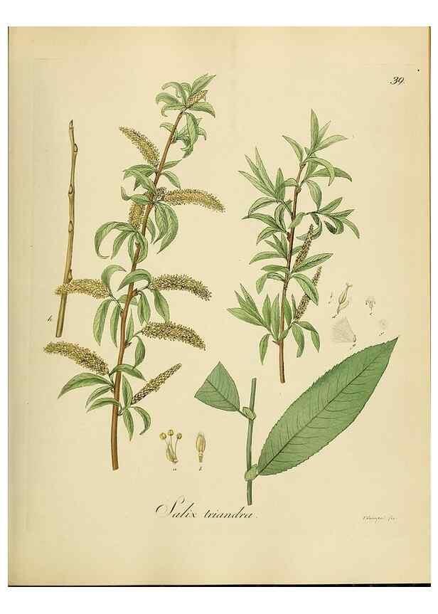 Reproducción/Reproduction 49298686971: Vollständige Naturgeschichte der forstlichen Culturpflanzen Deutschlands.. Berlin,A. Förstner'sche Verlagsbuchhandlung (P. Jeanrenaud)1851.. 