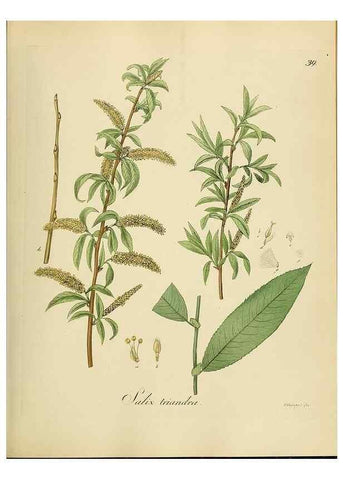 Reproducción/Reproduction 49298686971: Vollständige Naturgeschichte der forstlichen Culturpflanzen Deutschlands.. Berlin,A. Förstner'sche Verlagsbuchhandlung (P. Jeanrenaud)1851.. 