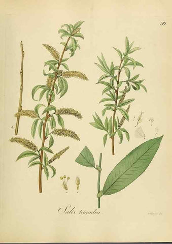 Reproducción/Reproduction 49298686971: Vollständige Naturgeschichte der forstlichen Culturpflanzen Deutschlands.. Berlin,A. Förstner'sche Verlagsbuchhandlung (P. Jeanrenaud)1851.. 