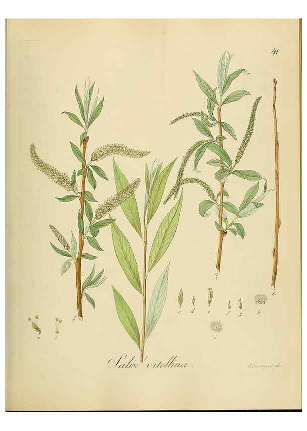 Reproducción/Reproduction 49298890807: Vollständige Naturgeschichte der forstlichen Culturpflanzen Deutschlands.. Berlin,A. Förstner'sche Verlagsbuchhandlung (P. Jeanrenaud)1851.. 