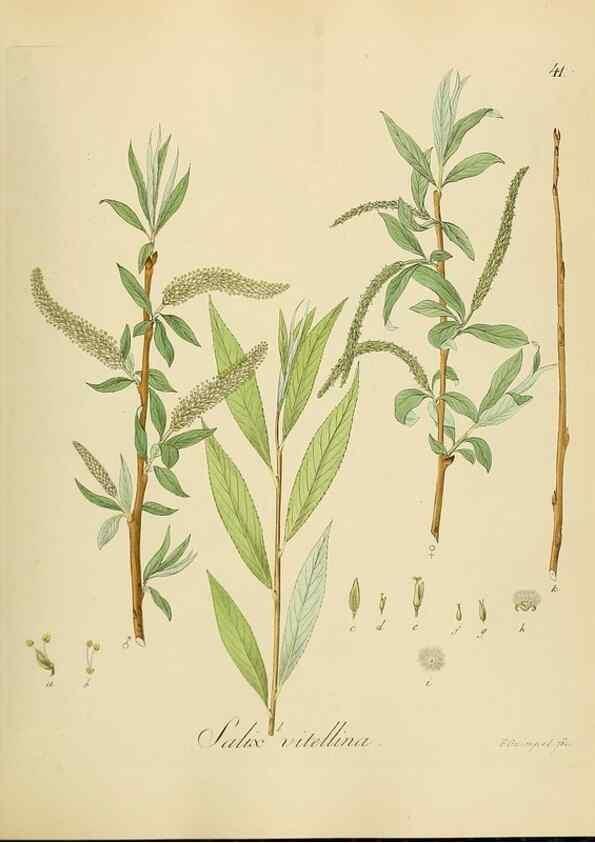 Reproducción/Reproduction 49298890807: Vollständige Naturgeschichte der forstlichen Culturpflanzen Deutschlands.. Berlin,A. Förstner'sche Verlagsbuchhandlung (P. Jeanrenaud)1851.. 