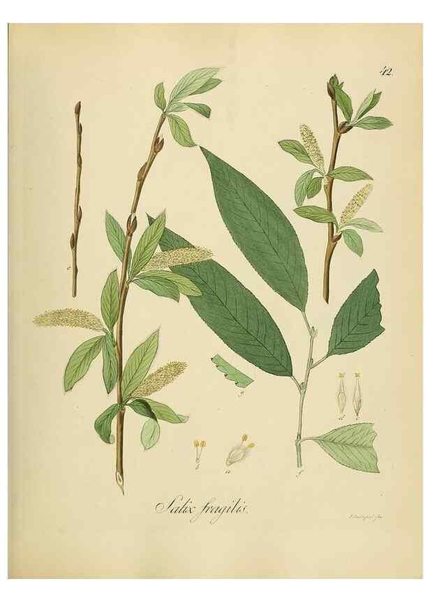 Reproducción/Reproduction 49298687676: Vollständige Naturgeschichte der forstlichen Culturpflanzen Deutschlands.. Berlin,A. Förstner'sche Verlagsbuchhandlung (P. Jeanrenaud)1851.. 