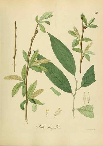 Reproducción/Reproduction 49298687676: Vollständige Naturgeschichte der forstlichen Culturpflanzen Deutschlands.. Berlin,A. Förstner'sche Verlagsbuchhandlung (P. Jeanrenaud)1851.. 