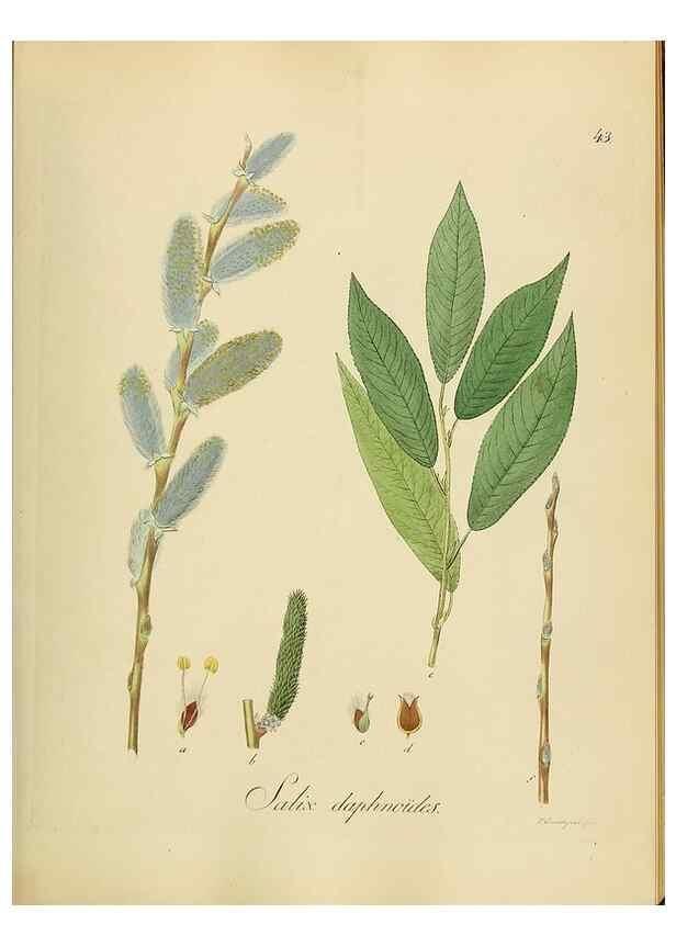 Reproducción/Reproduction 49298891297: Vollständige Naturgeschichte der forstlichen Culturpflanzen Deutschlands.. Berlin,A. Förstner'sche Verlagsbuchhandlung (P. Jeanrenaud)1851.. 