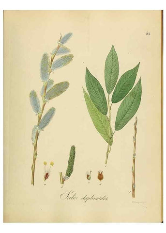 Reproducción/Reproduction 49298891297: Vollständige Naturgeschichte der forstlichen Culturpflanzen Deutschlands.. Berlin,A. Förstner'sche Verlagsbuchhandlung (P. Jeanrenaud)1851.. 