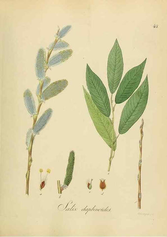 Reproducción/Reproduction 49298891297: Vollständige Naturgeschichte der forstlichen Culturpflanzen Deutschlands.. Berlin,A. Förstner'sche Verlagsbuchhandlung (P. Jeanrenaud)1851.. 