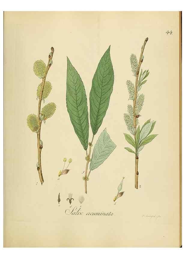 Reproducción/Reproduction 49298203328: Vollständige Naturgeschichte der forstlichen Culturpflanzen Deutschlands.. Berlin,A. Förstner'sche Verlagsbuchhandlung (P. Jeanrenaud)1851.. 