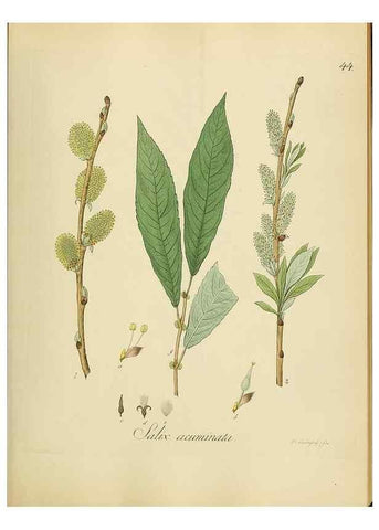 Reproducción/Reproduction 49298203328: Vollständige Naturgeschichte der forstlichen Culturpflanzen Deutschlands.. Berlin,A. Förstner'sche Verlagsbuchhandlung (P. Jeanrenaud)1851.. 