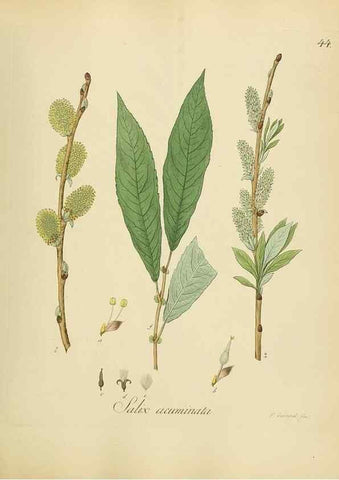Reproducción/Reproduction 49298203328: Vollständige Naturgeschichte der forstlichen Culturpflanzen Deutschlands.. Berlin,A. Förstner'sche Verlagsbuchhandlung (P. Jeanrenaud)1851.. 