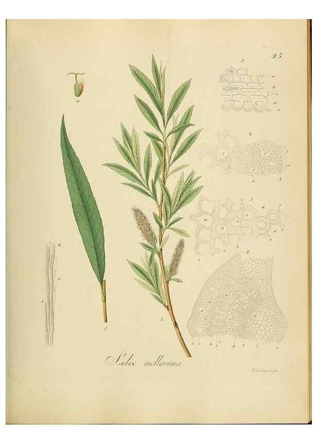 Reproducción/Reproduction 49298203518: Vollständige Naturgeschichte der forstlichen Culturpflanzen Deutschlands.. Berlin,A. Förstner'sche Verlagsbuchhandlung (P. Jeanrenaud)1851.. 